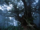 霧の森-No1　　PH-A4-065   御蔵島　スダジイ　椎の木　森　雨　霧　　の画像