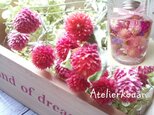 千日紅・ストロベリー20本ドライフラワー！Atelier kouan