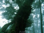 霧の森-No2　　PH-A4-066   御蔵島　スダジイ　椎の木　森　雨　霧　　の画像