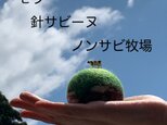 モウ針錆ビーヌ♪　「ノンサビ牧場」　30年作り続けているピンクッション　ジオラマ風の画像