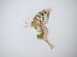 swallowtail / GPの画像