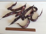 木の実 サイカチ(皁莢)の実10本の画像