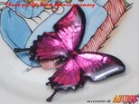 ホログラム蝶ブローチ（パープル）の画像
