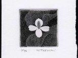 白い花・2018A/ 銅版画 (作品のみ）の画像