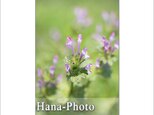 1308) 小さな野の花たち　2　　　 ポストカード5枚組の画像
