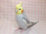 1/1サイズ オカメインコ ノーマル♂　羊毛フェルト 受注製作　ライフサイズ　羊毛インコ　羊毛ぬいぐるみ　工房小鳥屋さんの画像