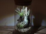 bottle terrarium 95の画像