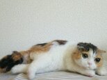 三毛猫立体伏せポーズ羊毛フェルトの画像