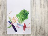 Fresh Vegetables 青菜のカードの画像