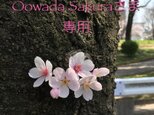 Oowada Sakuraさま専用 淡彩色合掌猫の画像
