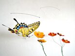 コスモス畑のアゲハチョウ(黄花）の画像