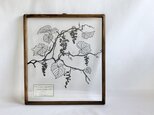 【植物標本シリーズ】ヤマブドウの切り絵フレームの画像