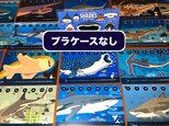 2019サメ図鑑カレンダー（エコパック）の画像