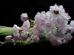 桜のコサージュ　E-1　の画像