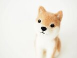 柴犬の画像