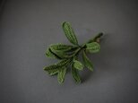sageの画像