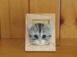 スコティッシュフォールドの子猫　フレーム　色合いグレーの画像