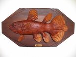 ★シーラカンスの幼魚☆木彫りレリーフ★