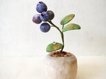 3091.bud 粘土の鉢植え ブルーベリーの画像