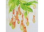 水彩・原画「植物画・ウツボカズラ」の画像