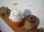 まっしろにょっきん（S）の画像