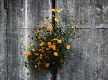 W151   コンクリートの花の画像