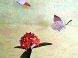 ツマベニチョウとサンタンカ（紅花）の画像