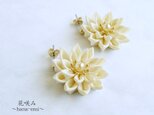 つまみ細工　お花のピアス/イヤリング　オフホワイトの画像