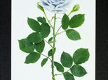 バラのポストカード　青龍の画像