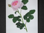 バラのポストカード　セプタード・アイルの画像