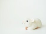 しろねずみの画像