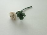 シロツメクサ(white)の画像