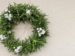 再販・かすみ草とローズマリーのリースの画像