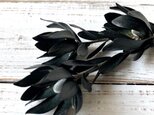 ライムブッシュ　3本セット　ブラック　ドライフラワー花材　そのままインテリアやハーバリウム　スワッグ　ボタニカルキャンドルなどにの画像