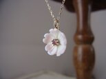 K10　コンク貝の桜のネックレスの画像