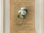 〈染め花〉シロツメクサのコサージュの画像