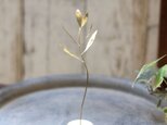 Table Plants [ オリーブ ]の画像