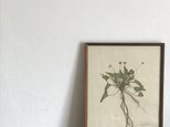 【身近な植物標本】ノジスミレ　の画像