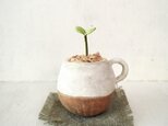 4945.bud 粘土の鉢植え マグカップの画像