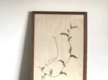 【身近な植物標本】ナヨクサフジの画像