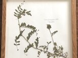 【身近な植物標本】カラスノエンドウの画像