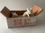 猫詰め 段ボールで遊ぶ猫の画像