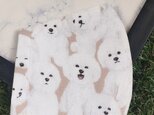 立体マスク　キッズ　オトナ　ビションフリーゼ　犬の画像