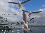 みなと神戸に咲く華 「ユリカモメ」 「カモメのいる暮らし」 A3 サイズ光沢写真縦 写真のみ 神戸風景写真の画像