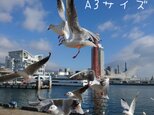 みなと神戸に咲く華 「ユリカモメ」 「カモメのいる暮らし」 A3 サイズ光沢写真縦 写真のみ 神戸風景写真の画像