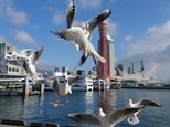みなと神戸に咲く華 「ユリカモメ」 「カモメのいる暮らし」 A3 サイズ光沢写真縦 写真のみ 神戸風景写真の画像