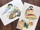 ポストカード『野鳥カラ類』4枚セットの画像