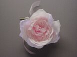 C-6 薄いピンクのイングリッシュローズ