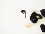 牛（Holstein）の画像