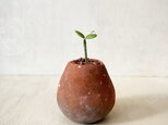 5355.bud 粘土の鉢植えの画像
